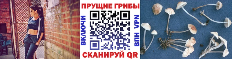 дарк нет как зайти  Рязань  Галлюциногенные грибы MAGIC MUSHROOMS  где найти наркотики 